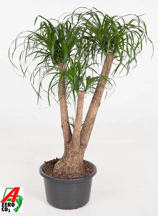 <h4>Beaucarnea Recurvata Vertakt</h4>