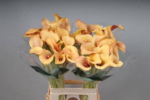 <h4>ZANT CALLISTA</h4>