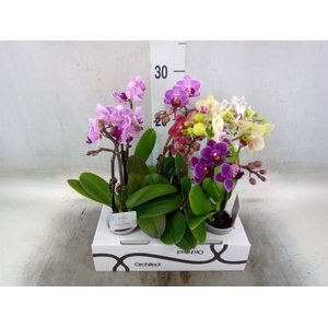 Phalaenopsis   ...mini