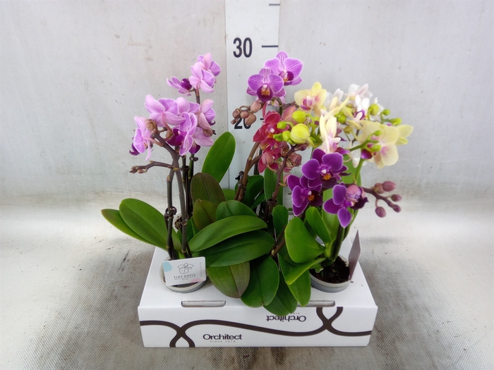 <h4>Phalaenopsis   ...mini</h4>