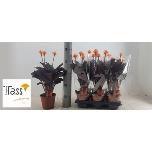 CALAT CROCATA