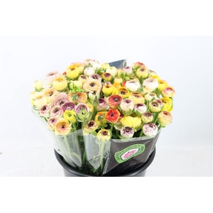 Ran Elegance Yellow Striped