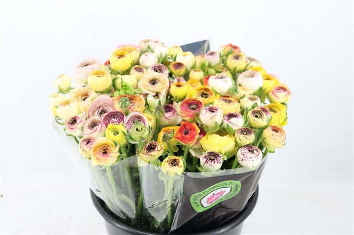 <h4>Ran Elegance Yellow Striped</h4>