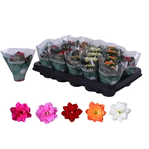 Kalanchoe Rosalina 06cm mix