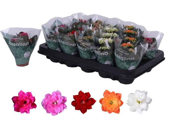 <h4>Kalanchoe Rosalina 06cm mix</h4>