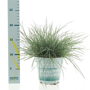 Festuca glauca CompactA Blue®