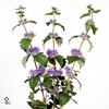 CARYOPTERIS INCANA