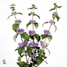 CARYOPTERIS INCANA