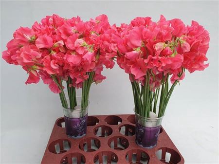 <h4>Lathyr Parfum Coral</h4>