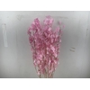 Dried Lunaria Pink 90cm P Bunch