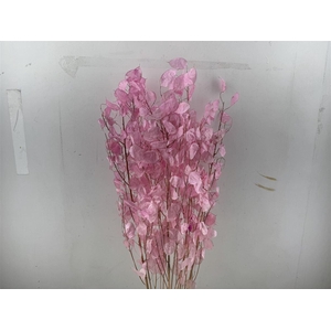 Dried Lunaria Pink 90cm P Bunch