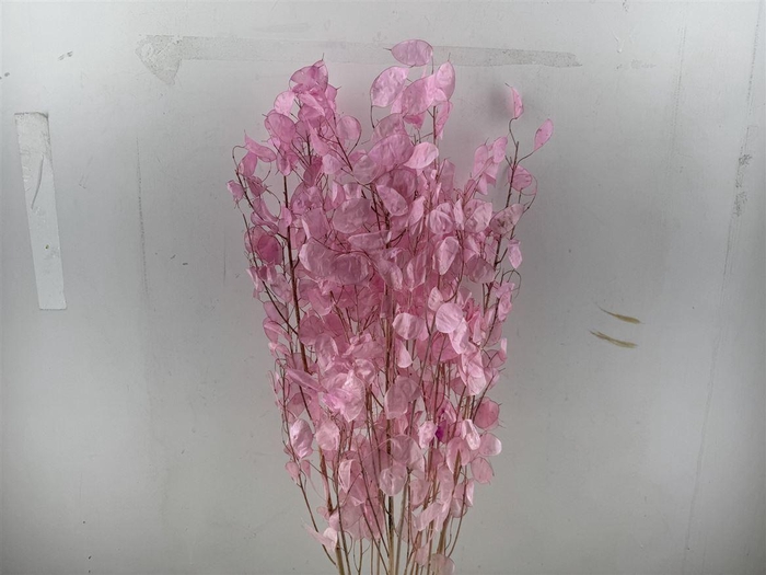 Dried Lunaria Pink 90cm P Bunch