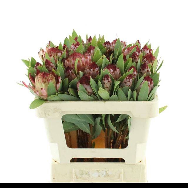 <h4>PROTEA ROBIJN</h4>