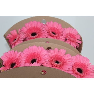 GERBERA PINK LAKE < 050 CM > 10 CM