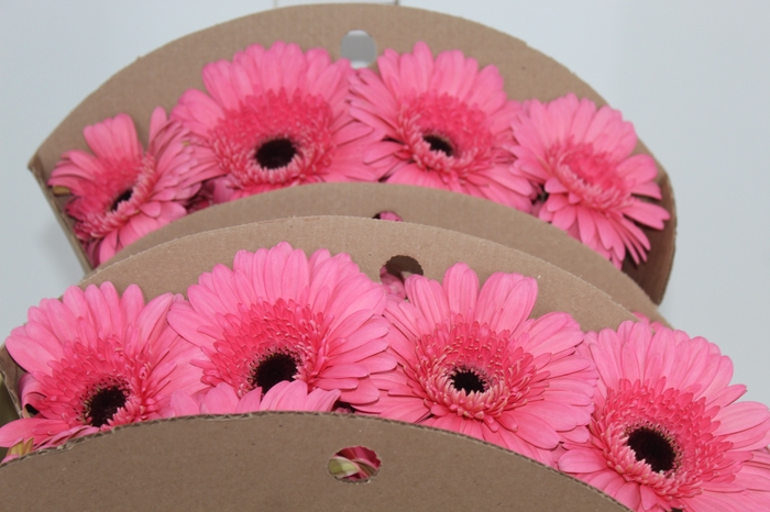 <h4>GERBERA PINK LAKE < 050 CM > 10 CM</h4>