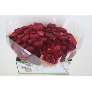 Ran Cloni Ex Cocktail