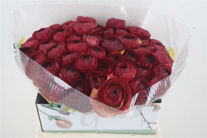 <h4>Ran Cloni Ex Cocktail</h4>