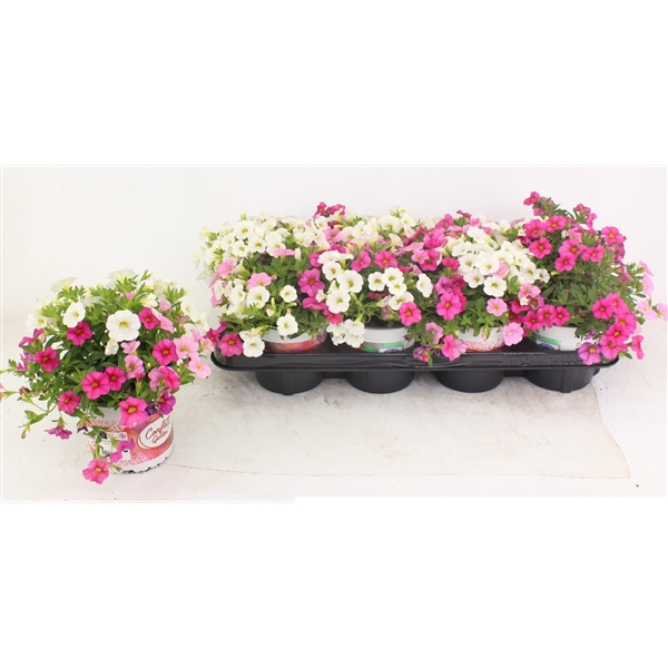 <h4>Confetti Garden Nani ValentinE</h4>