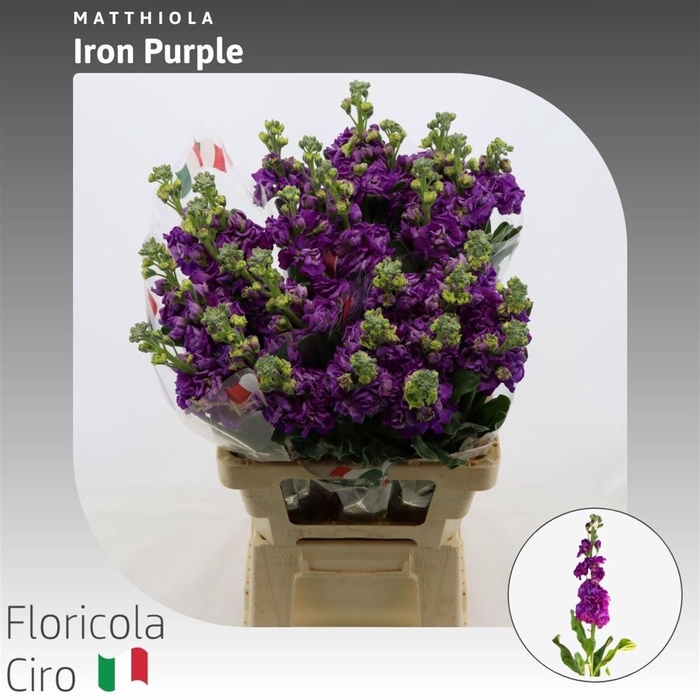 <h4>Matthiola Iron Purple</h4>