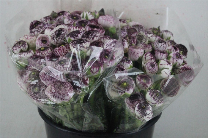 <h4>Ran Elegance Cappucino</h4>