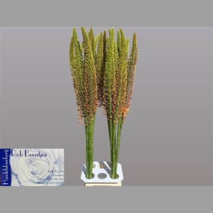 Eremurus Cleopatra