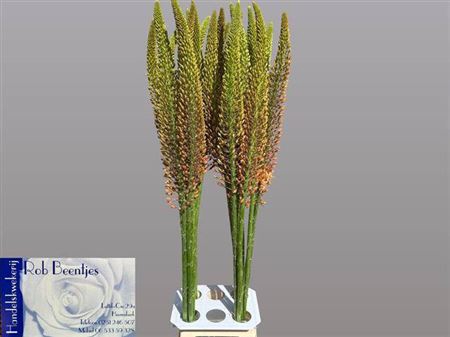 <h4>Eremurus Cleopatra</h4>