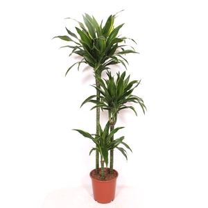 Dracaena fr de 'Art'