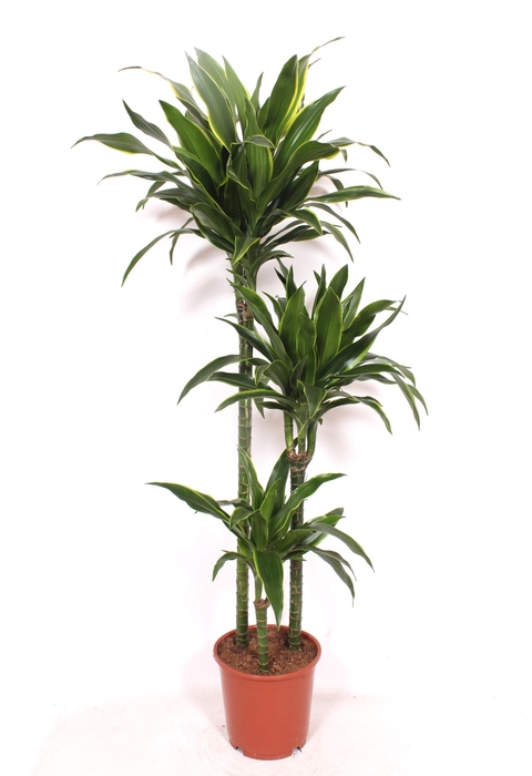 <h4>Dracaena fr de 'Art'</h4>
