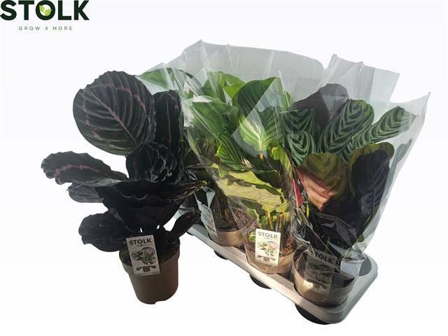 <h4>CALAT GEM 4 SRT</h4>