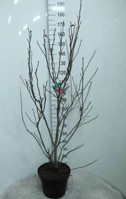 <h4>Magnolia  'Susan'</h4>