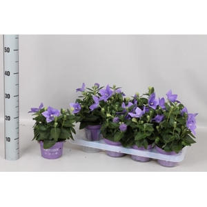 PLATYCO GR ASTRA BLU