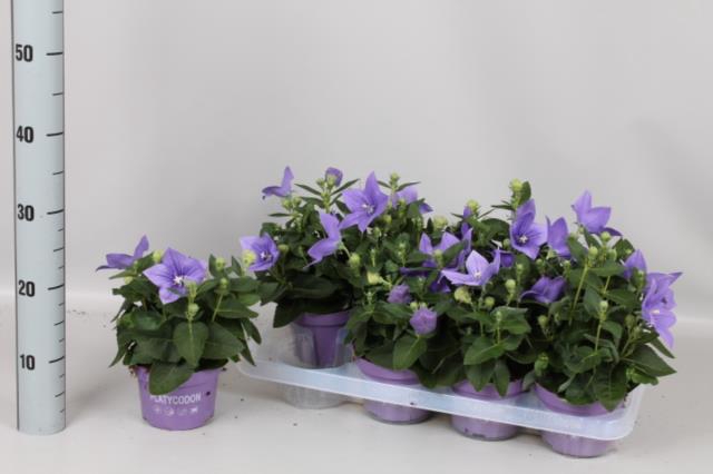 PLATYCO GR ASTRA BLU