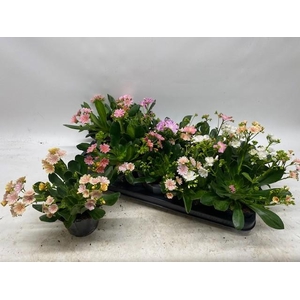 LEWI CO HAPPY CO GEM