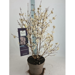 Callic Magical White P23