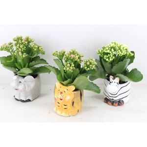 arr2 JS - Ker. zoo animals - roze/wit