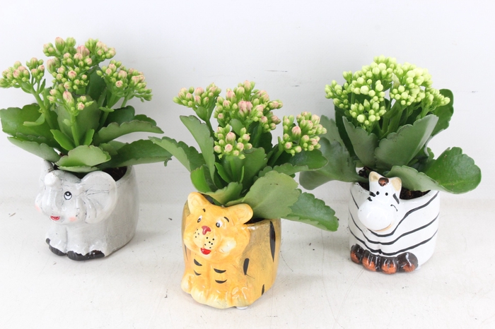 <h4>arr2 JS - Ker. zoo animals - roze/wit</h4>