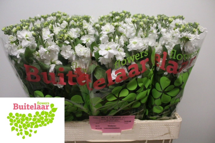 <h4>MATTH AIDA WHITE</h4>
