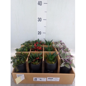 Arr.   Kamerplant Groen L%
