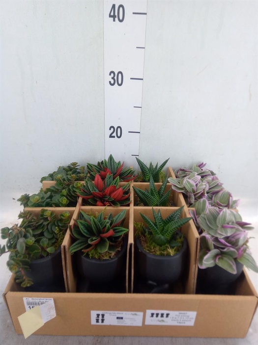 <h4>Arr.   Kamerplant Groen L%</h4>