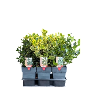 Ilex aquifolium