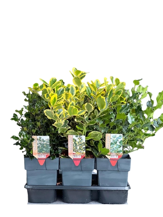 <h4>Ilex aquifolium</h4>