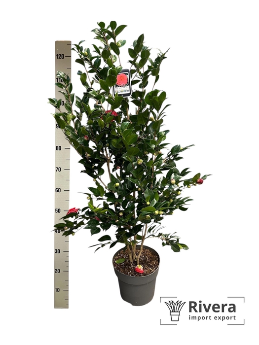 <h4>CAME J LADY CAMPBEL</h4>