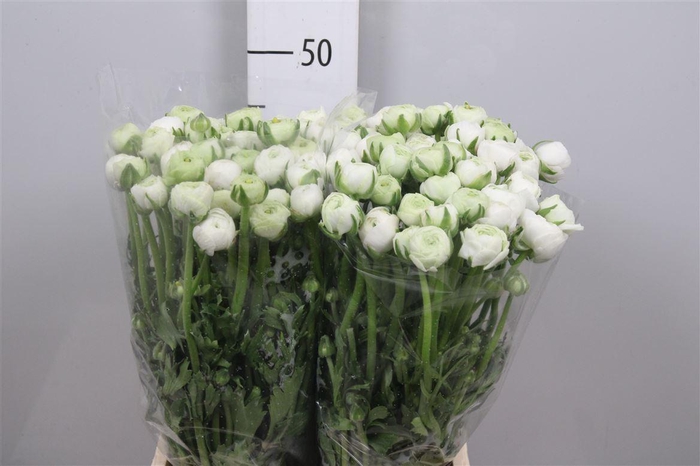 <h4>Ran El White</h4>