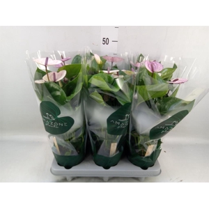 Anthurium andr. 'Laguna'