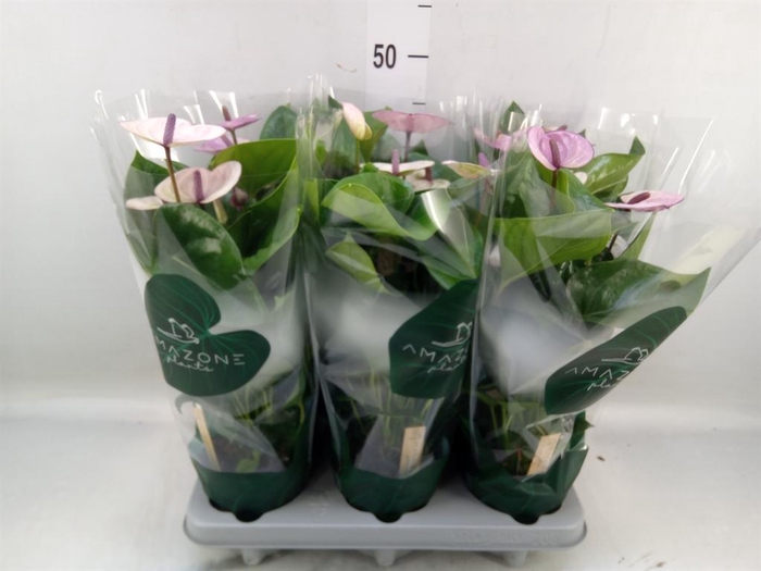 <h4>Anthurium andr. 'Laguna'</h4>