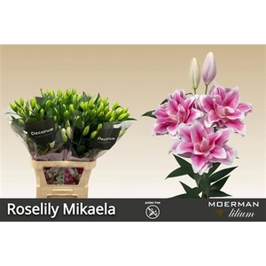 Li Or Du Rl Mikaela