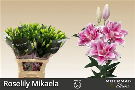 <h4>Li Or Du Rl Mikaela</h4>