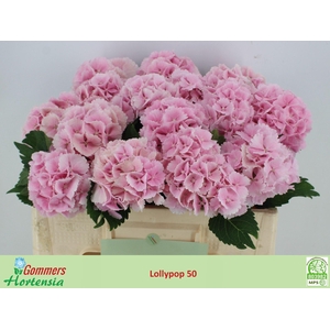 HORT LOLLIPOP PINK HYDR M CH LOLLYP