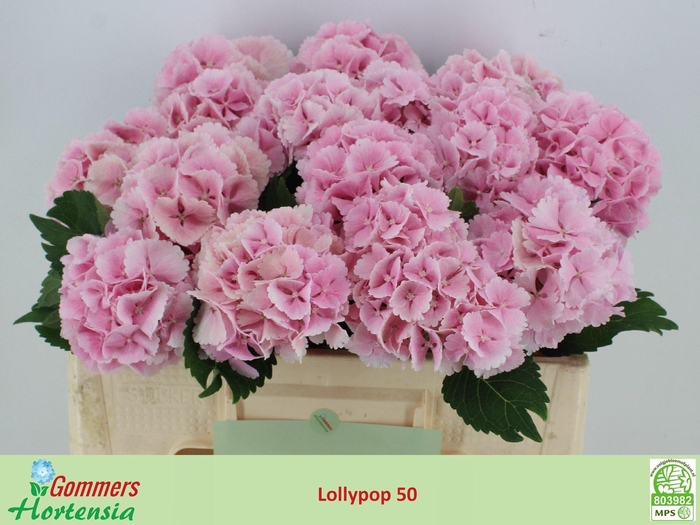 <h4>HORT LOLLIPOP PINK HYDR M CH LOLLYP</h4>