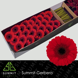 Germini Red Ruby Doos